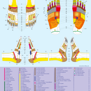 Cartographie Réflexologie Energétique