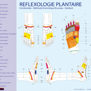 Cartographie Réflexologie plantaire - Occidentale